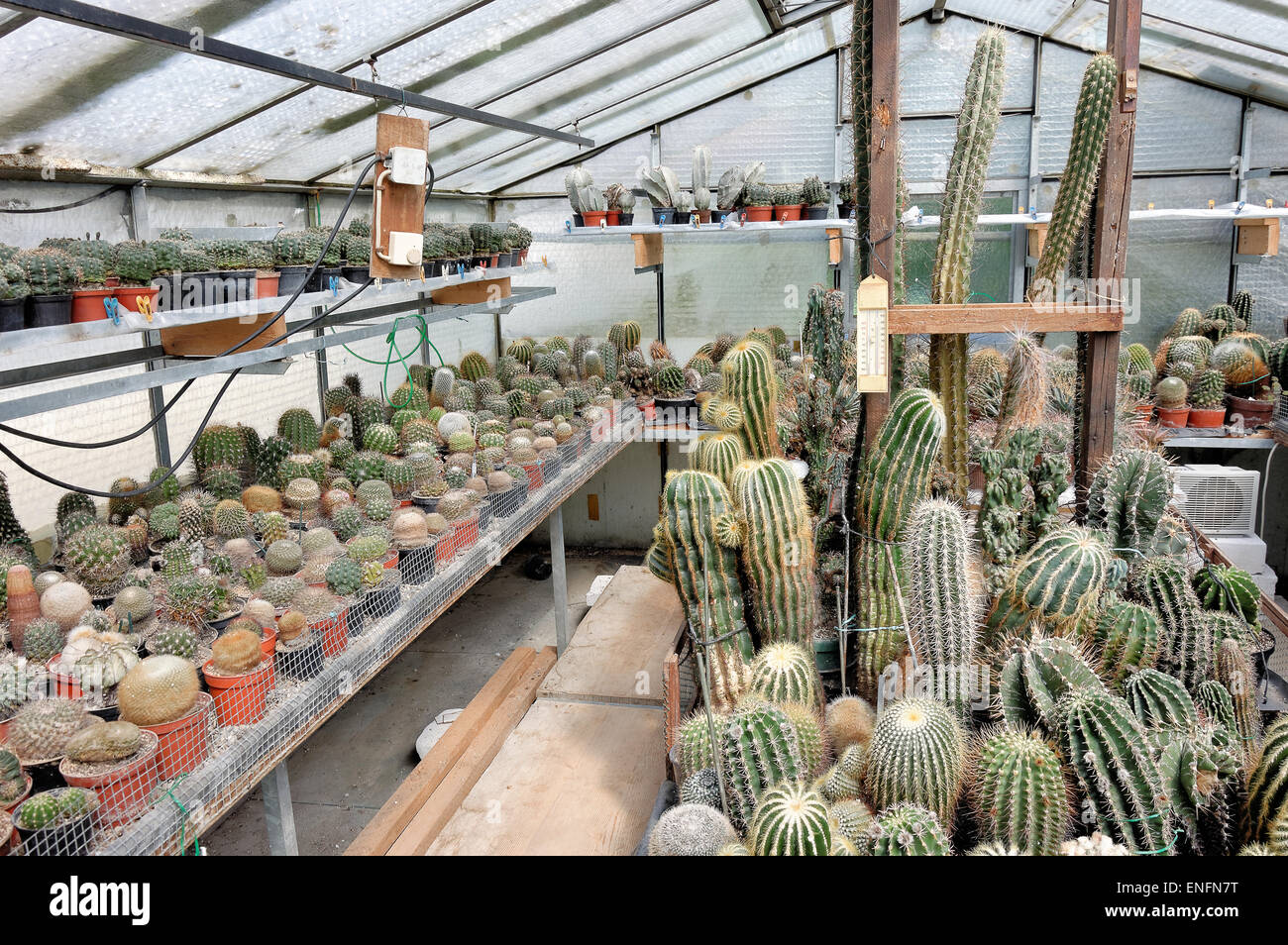 Kaktus Haus, Deutschland Stockfotografie - Alamy