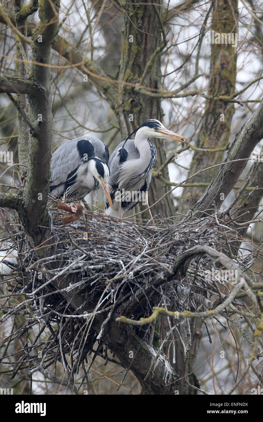 Graue Reiher, Ardea Cinerea, zwei Vögel im Nest, Herts, März 2015 Stockfoto