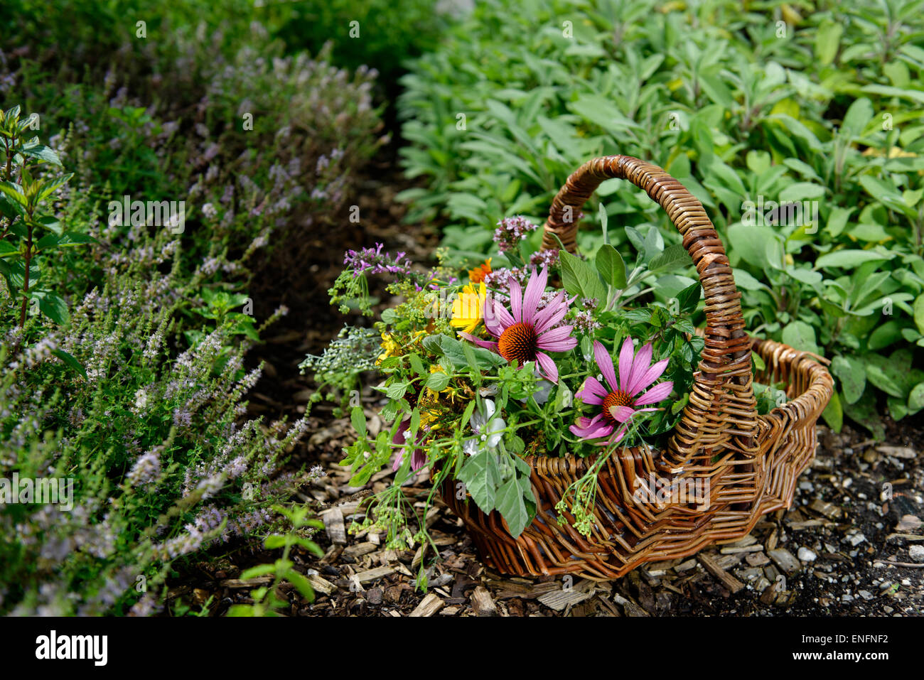 Kraut-Korb mit geernteten Heilkräutern, Kräutergarten, Kräuter-Themenpark, Bad Heilbrunn, Upper Bavaria, Bavaria, Germany Stockfoto