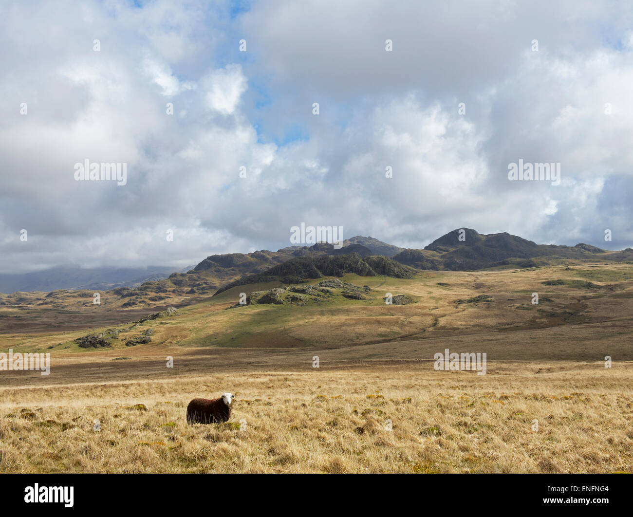 Herdwick Schafe auf Birker fiel, Nationalpark Lake District, Cumbria, England UK Stockfoto