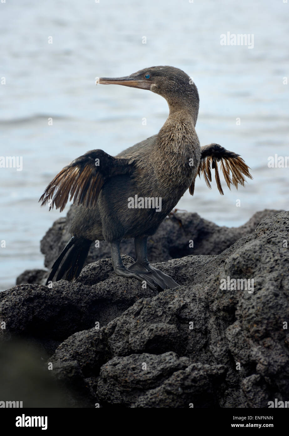 Flugunfähige Kormorane oder Galapagos Kormoran (Phalacrocorax Harrisi), Urbina Bay, Insel Isabela, Galapagos-Inseln, Ecuador Stockfoto