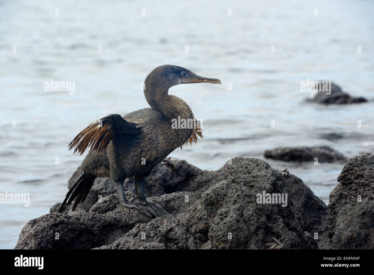 Flugunfähige Kormorane oder Galapagos Kormoran (Phalacrocorax Harrisi), Urbina Bay, Insel Isabela, Galapagos-Inseln, Ecuador Stockfoto