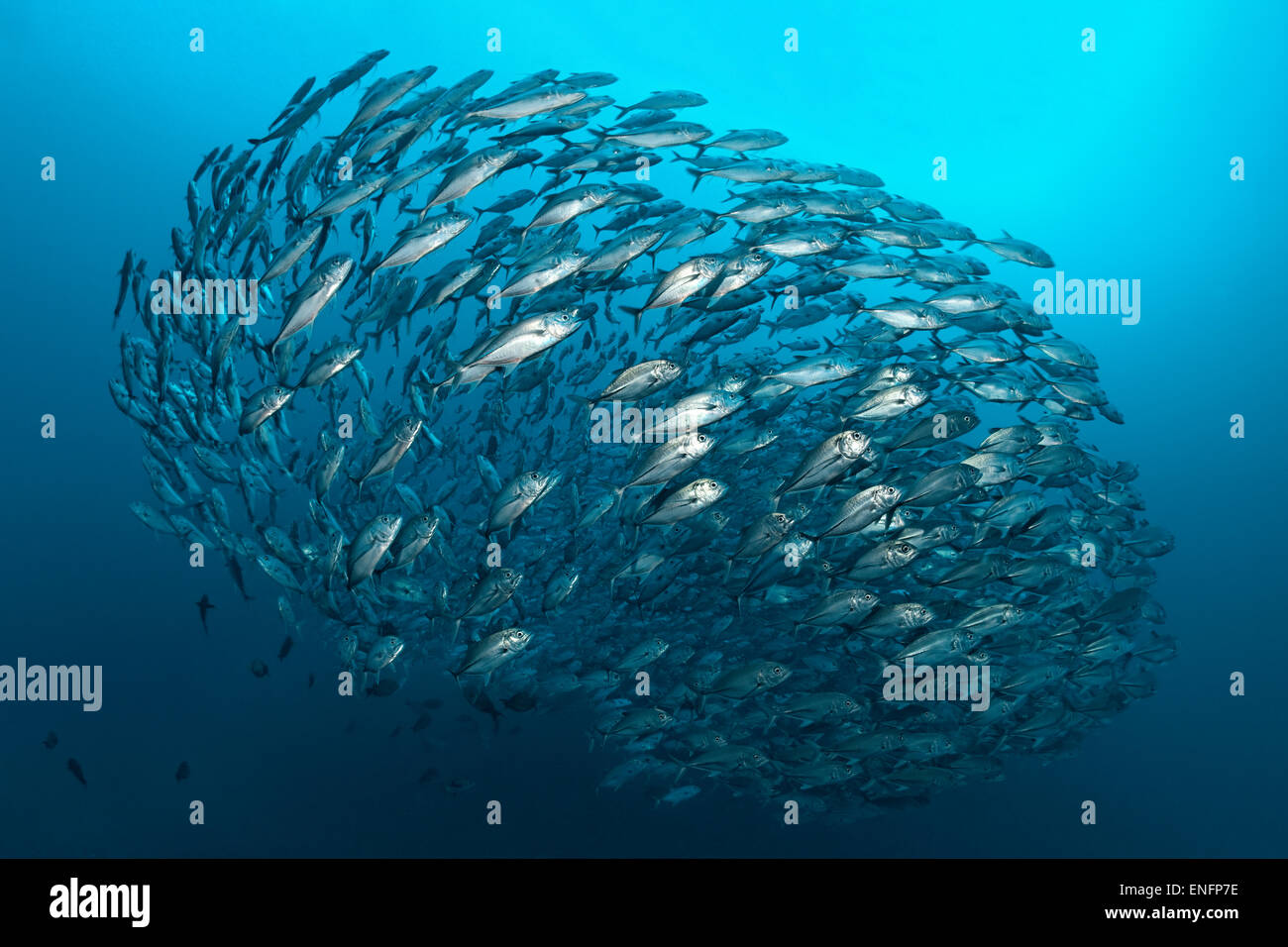 Schwarm Großaugen Makrelen (Caranx Sexfasciatus), Bali Stockfoto