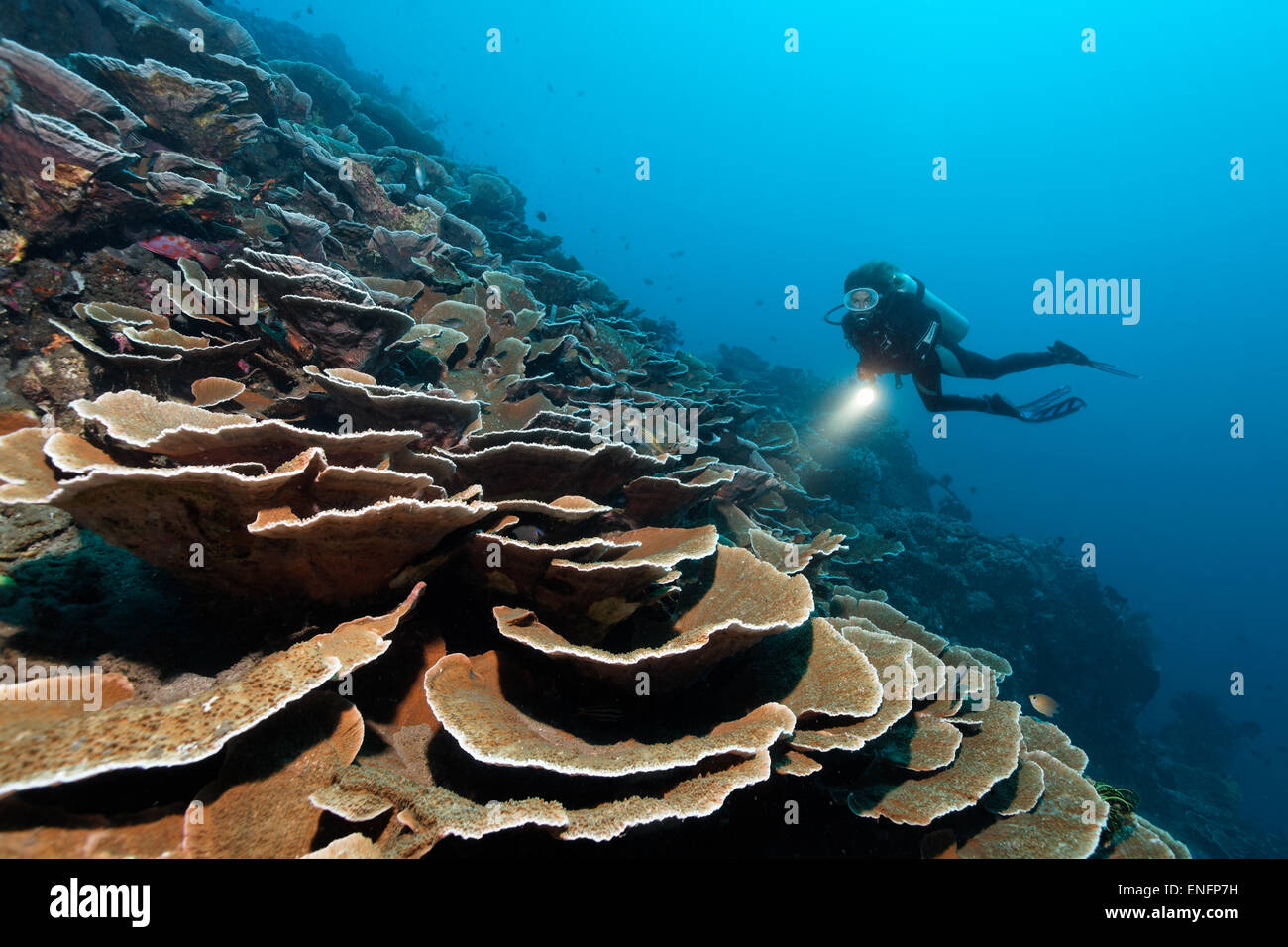 Taucher mit Lampe schwebt über steile Drop mit Pore Korallen wachsen in Form von Terrassen (Steinkorallen Tuberculosa), Bali Stockfoto