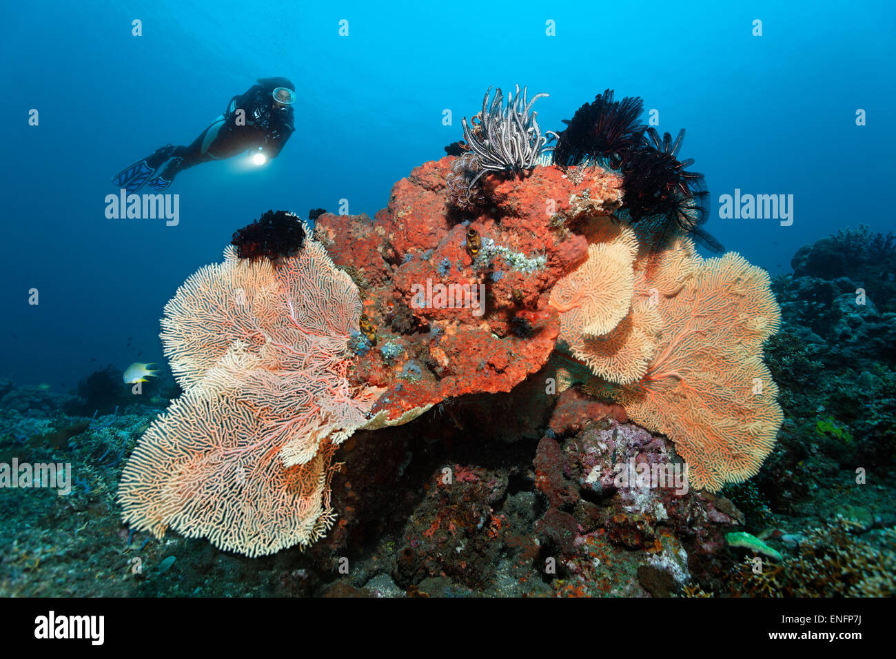 Taucher am Korallenriff mit verschiedenen Korallen, Schwämmen und Seelilien, Bali Stockfoto