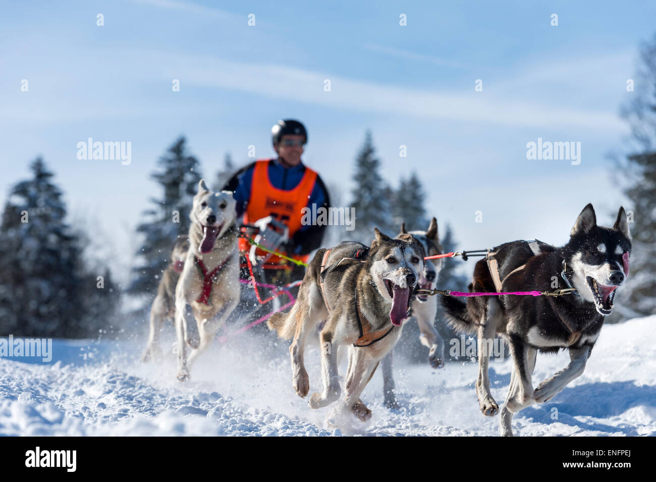 schlittenhunde tour bayern