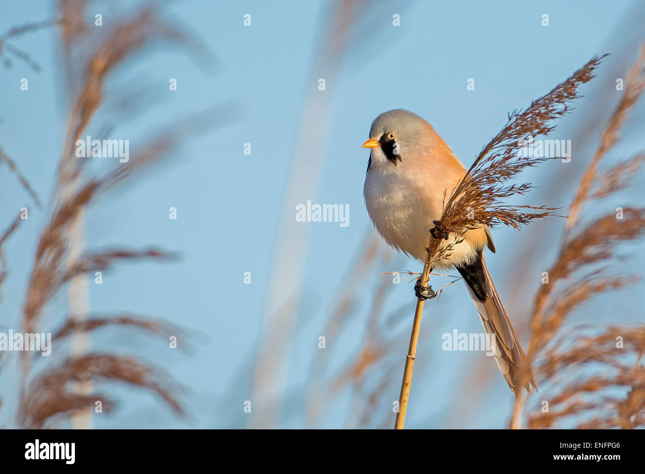 Bärtigen Reedling (Panurus Biarmicus), männliche thront auf einem Stiel, mittlere Elbe-Biosphärenreservat, Sachsen-Anhalt, Deutschland Stockfoto