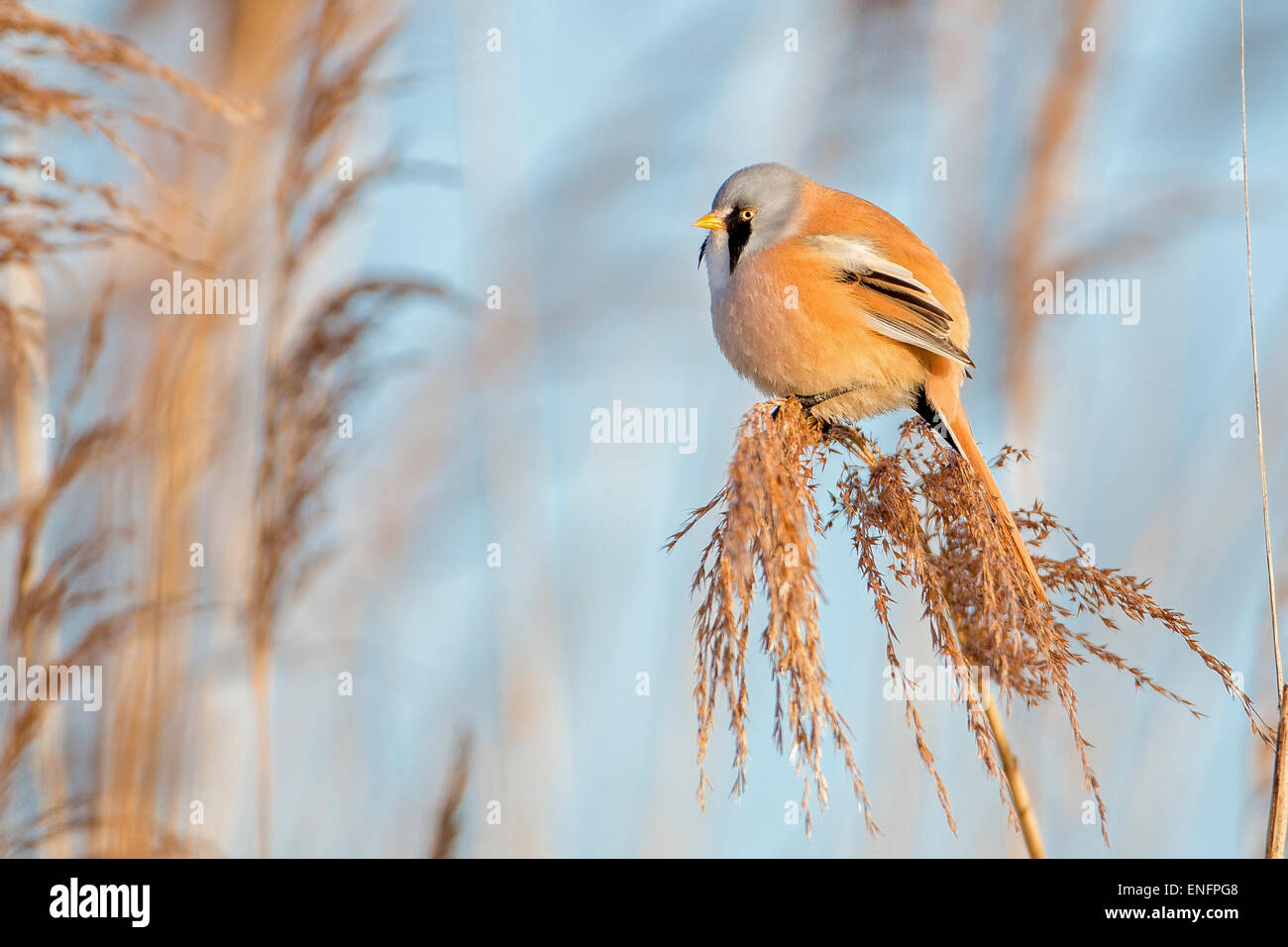 Bärtigen Reedling (Panurus Biarmicus), männliche thront auf einem Stiel, mittlere Elbe-Biosphärenreservat, Sachsen-Anhalt, Deutschland Stockfoto