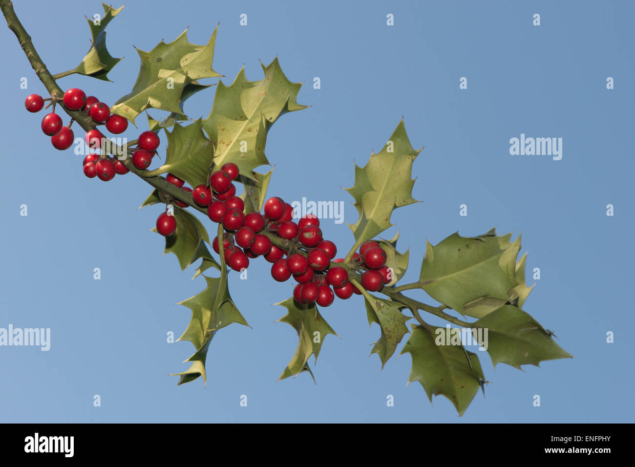 Stechpalme (Ilex Aquifolium) mit Beeren, Niedersachsen, Deutschland Stockfoto