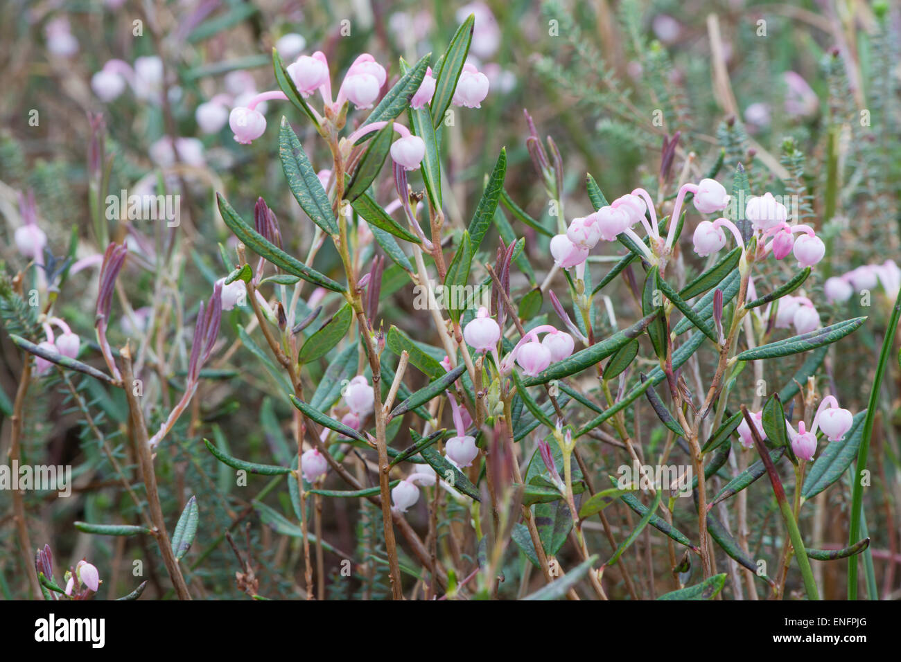 Moor-Rosmarin (Andromeda Polifolia), Emsland, Niedersachsen, Deutschland Stockfoto