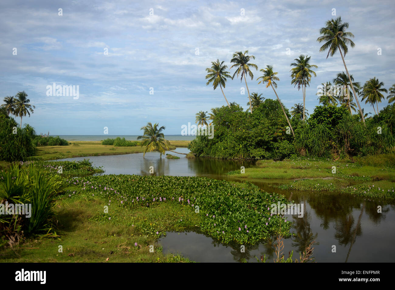 Vegetation auf der Insel Simeulue, Indonesien Stockfoto