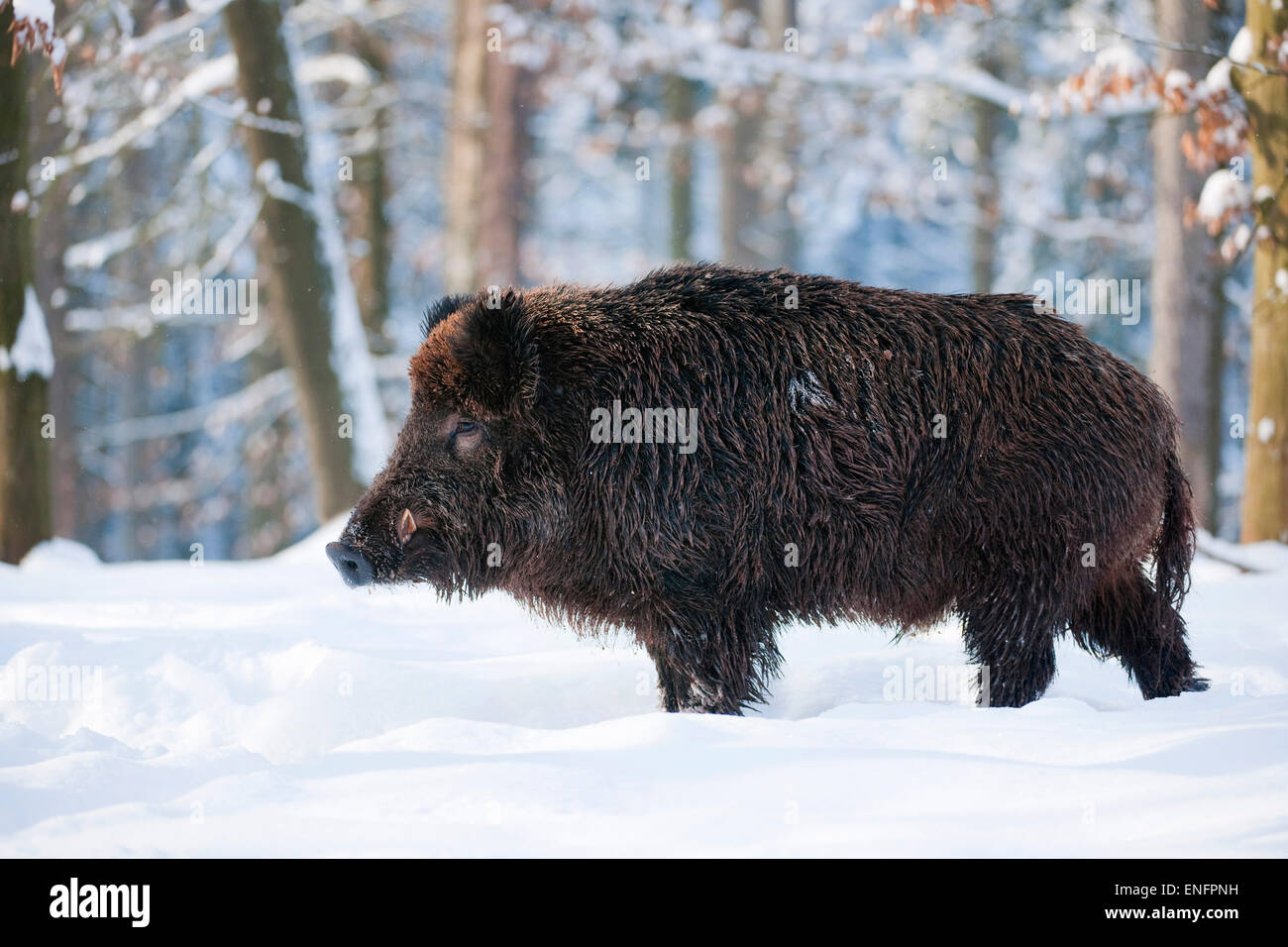 Wildschwein (Sus Scrofa), Tusker stehen im Schnee, Gefangenschaft, Bayern, Deutschland Stockfoto