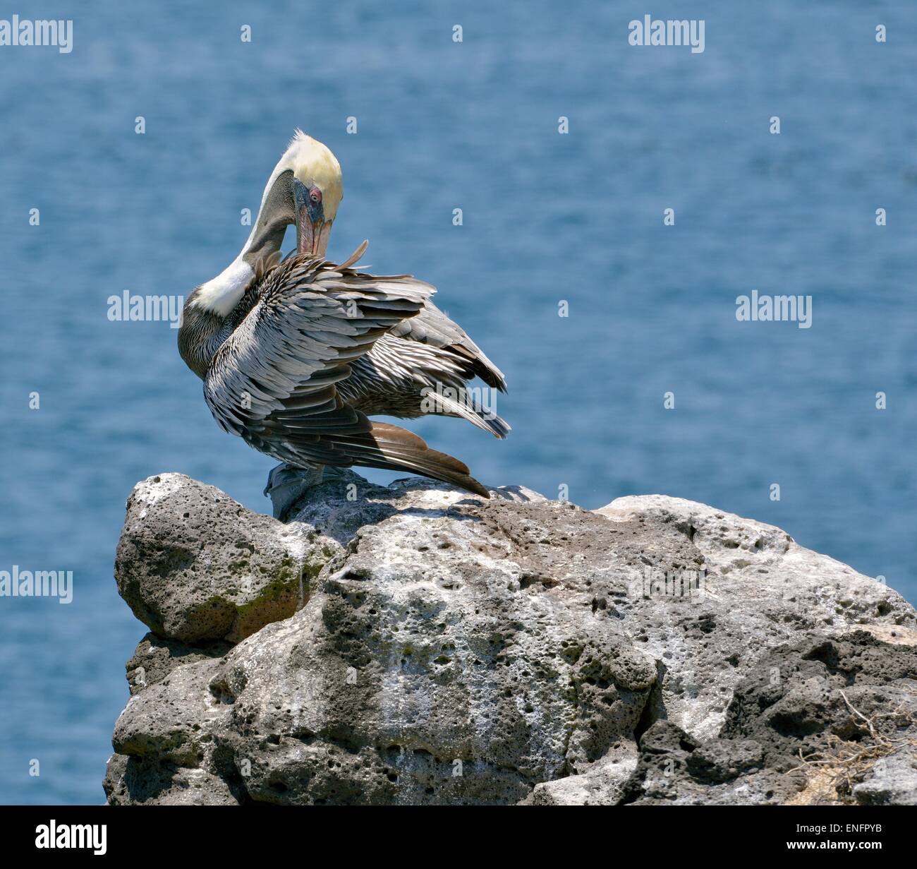 Galapagos brauner Pelikan (Pelecanus Occidentalis Urinator), Plaza Sur, Provinz Galapagos, Galapagos, Ecuador Stockfoto