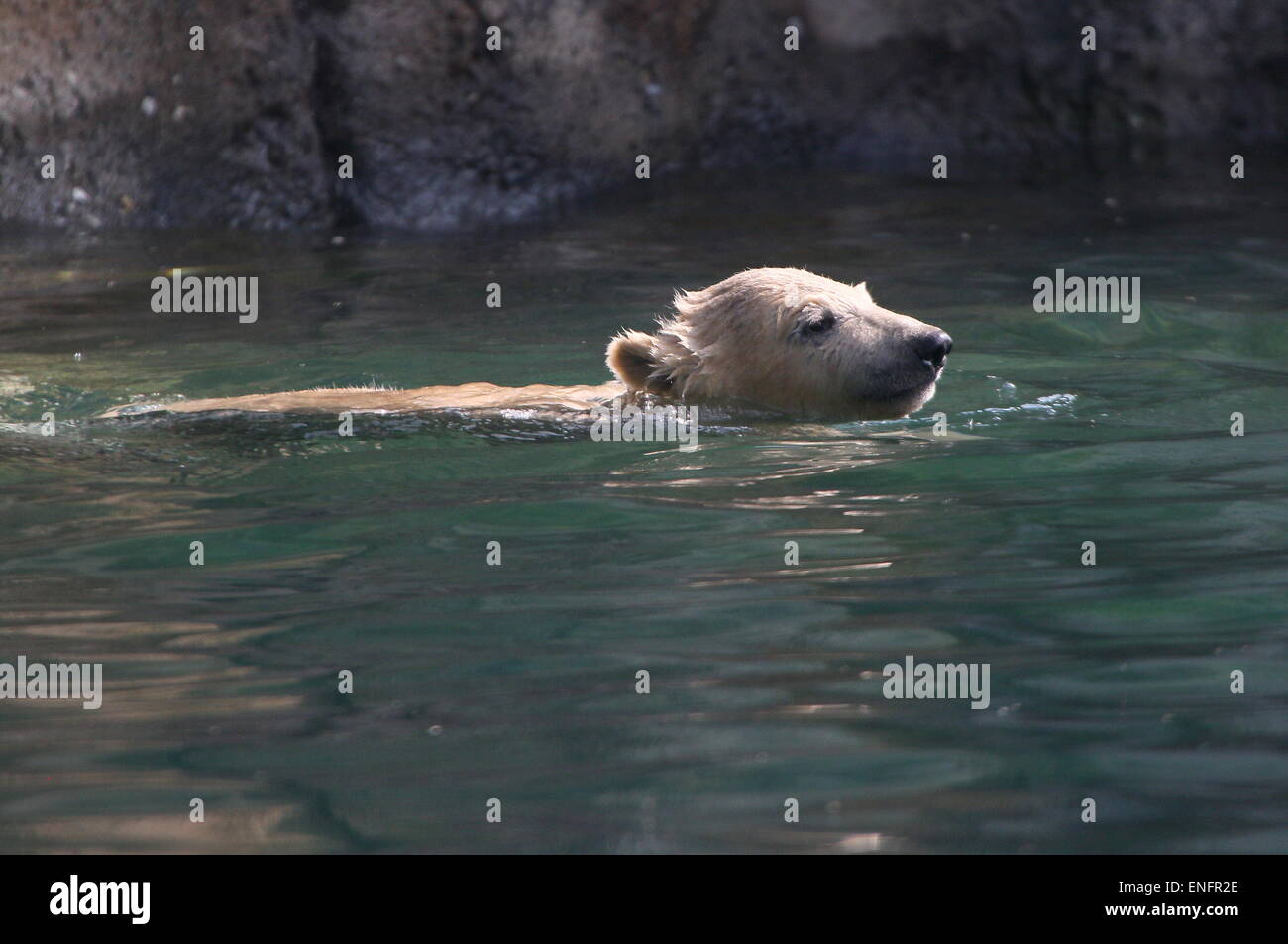 Vier Monate alten Polar Bear Cub (Ursus Maritimus) die ersten Schwimmunterricht mit Mama (Serie) Stockfoto