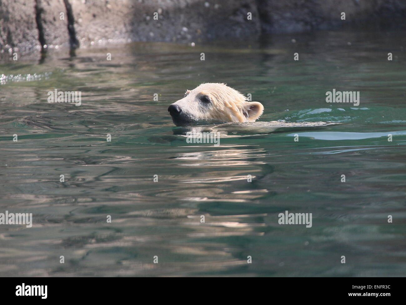 Vier Monate alten Polar Bear Cub (Ursus Maritimus) schwimmen Stockfoto