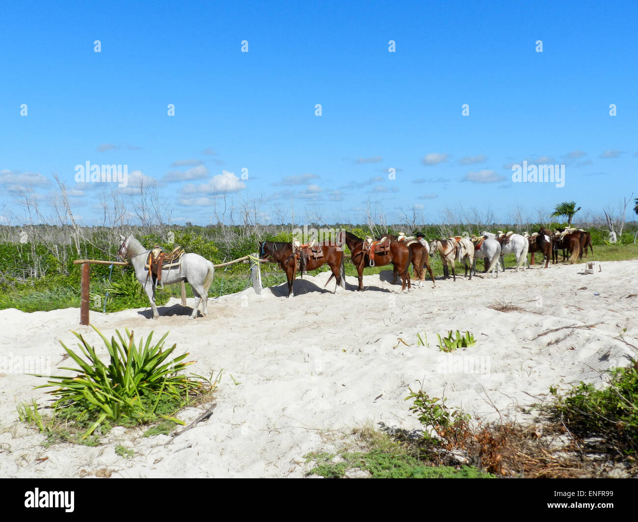 Pferde am Strand, blauer Himmel, Reiten Stockfoto