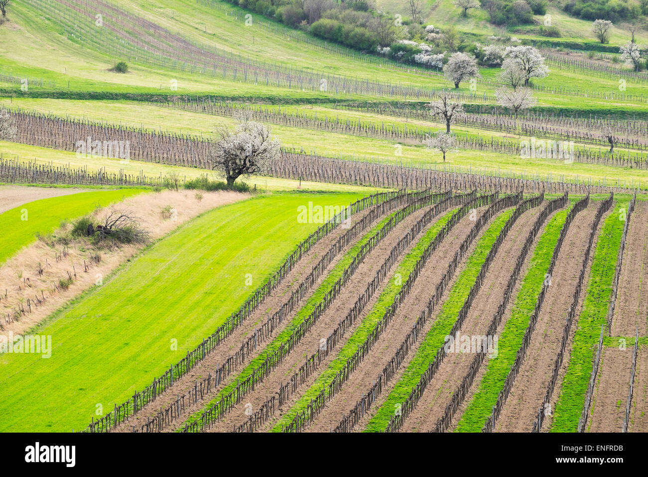 Frühling, Landschaft, Weinberge und Kirschblüte, Rost Ausläufern Oggau bin Neusiedler See, Nordburgenland, Burgenland Stockfoto