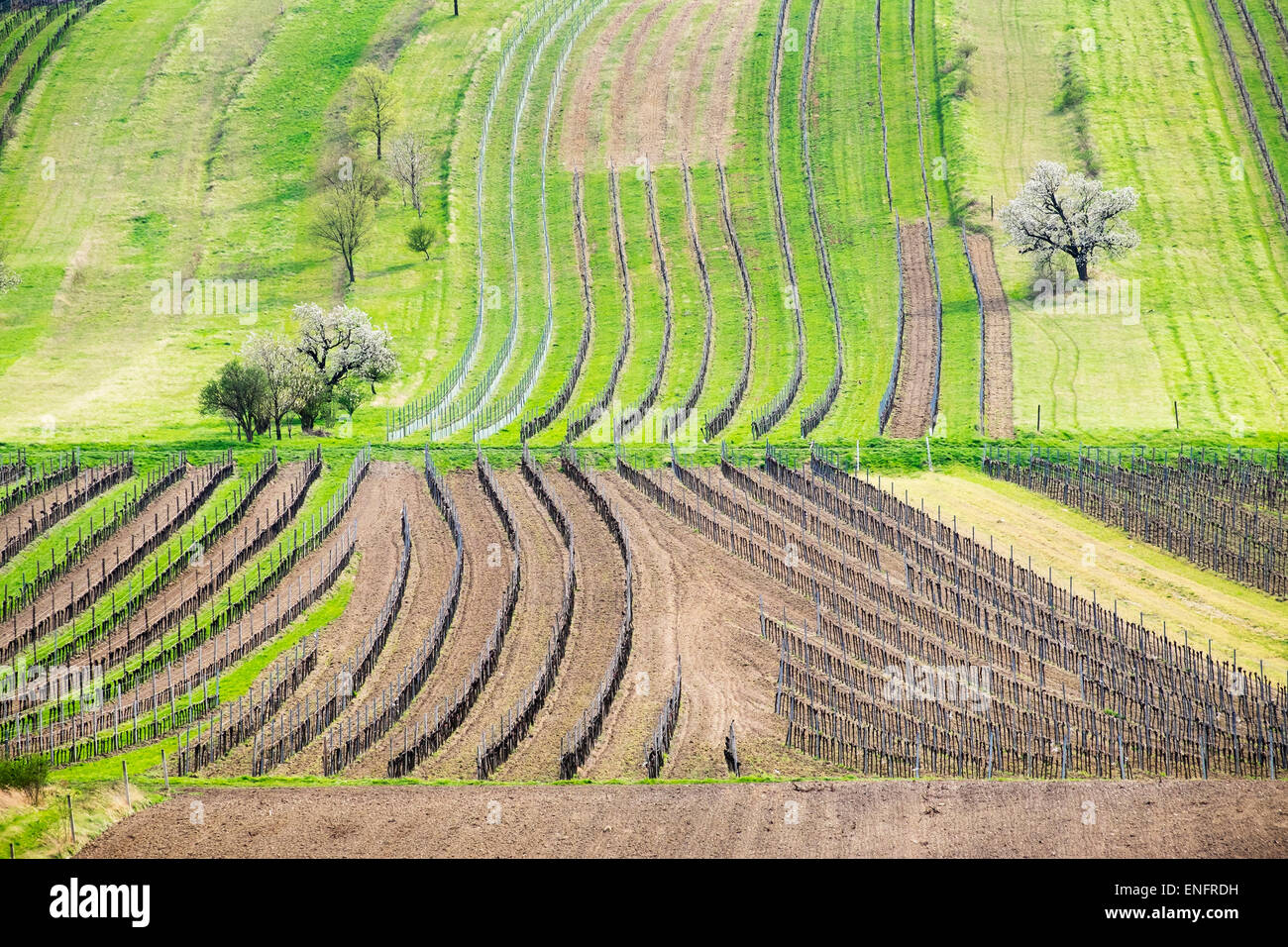 Frühling, Landschaft, Weinberge und Kirschblüte, Rost Ausläufern Oggau bin Neusiedler See, Nordburgenland, Burgenland Stockfoto