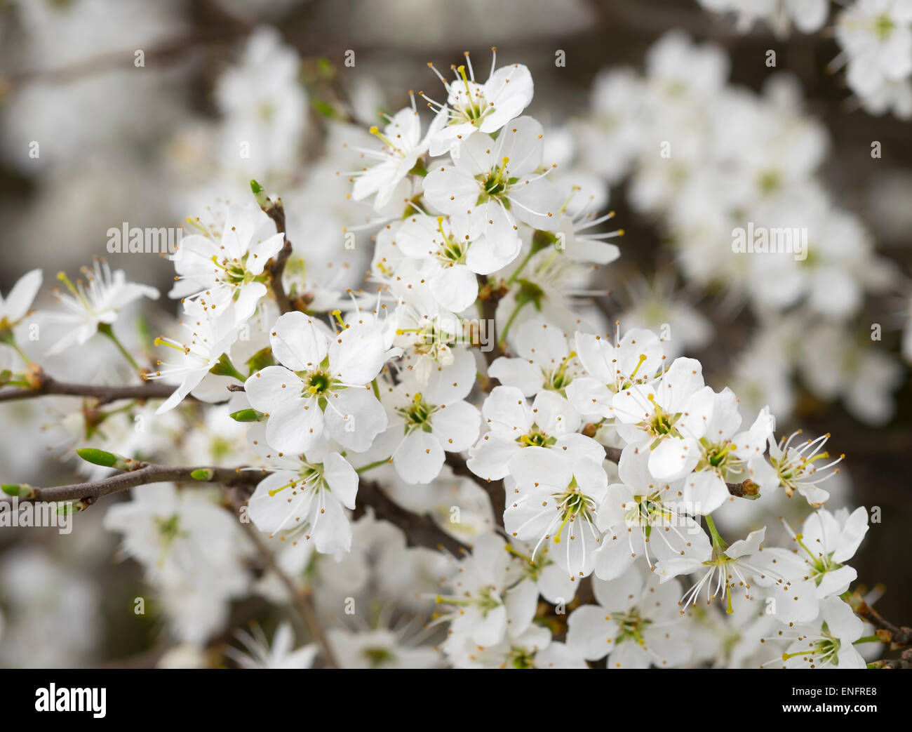 Blüten der Schlehe oder Schlehe (Prunus Spinosa), Burgenland, Österreich Stockfoto