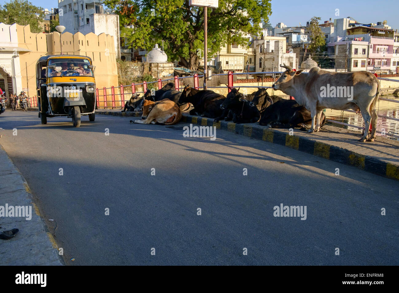 Rikscha fahren auf Brücke über Pichola-See In Udaipur, Indien. Stockfoto