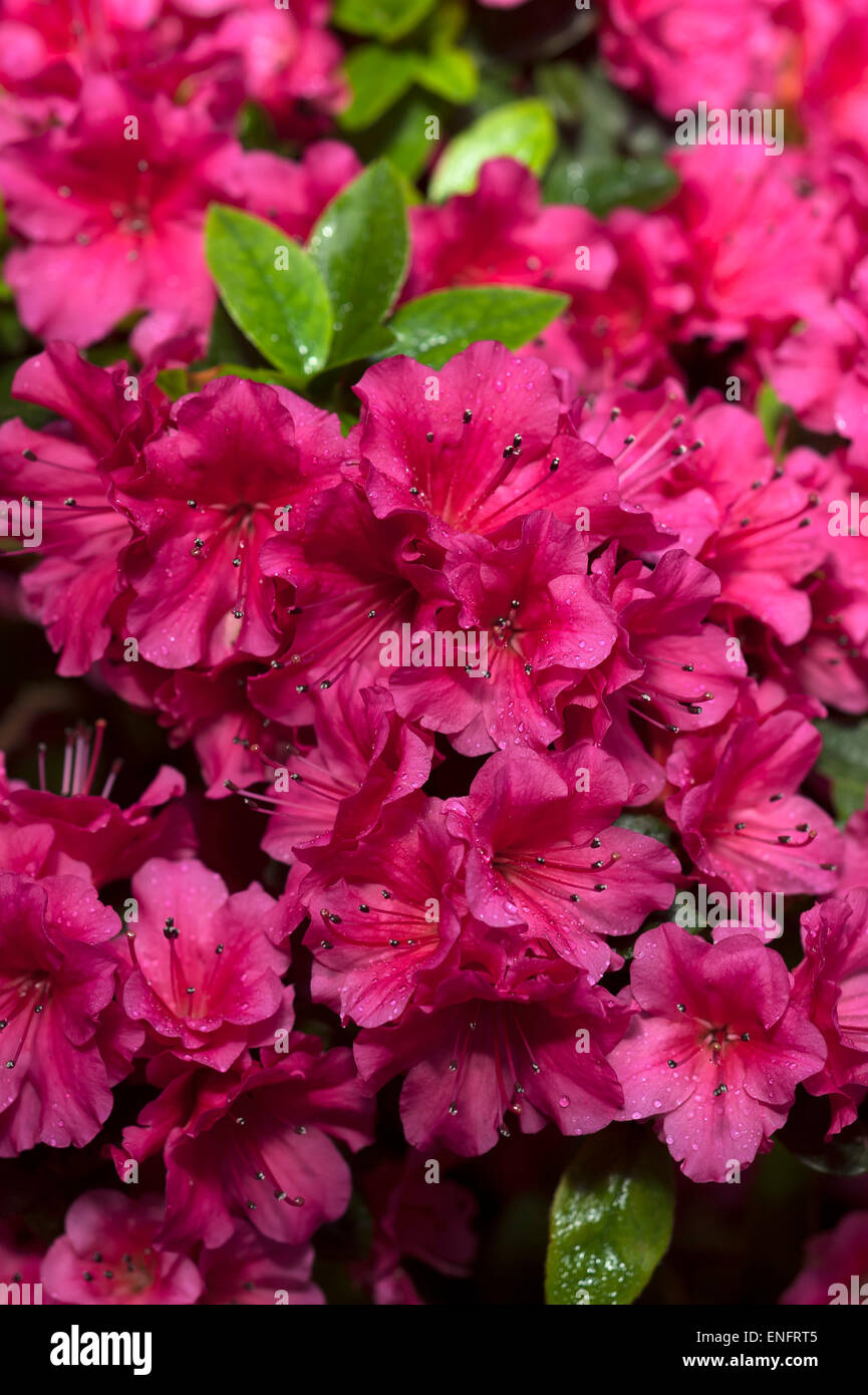 Rhododendron-Blüten (Rhododendron SP.), Bayern, Deutschland Stockfoto