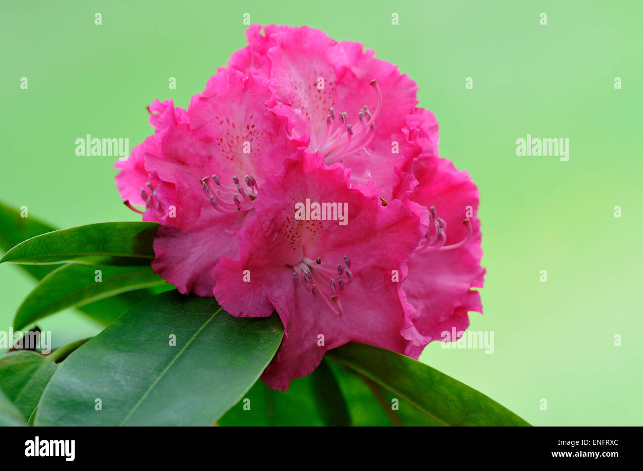 Blütenstand von Rhododendron (Rhododendron sp), Nordrhein-Westfalen, Deutschland Stockfoto