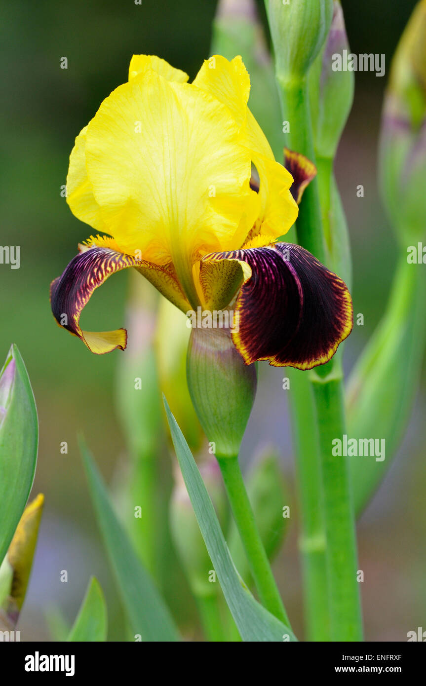 Iris (Iris sp), Nordrhein-Westfalen, Deutschland Stockfoto