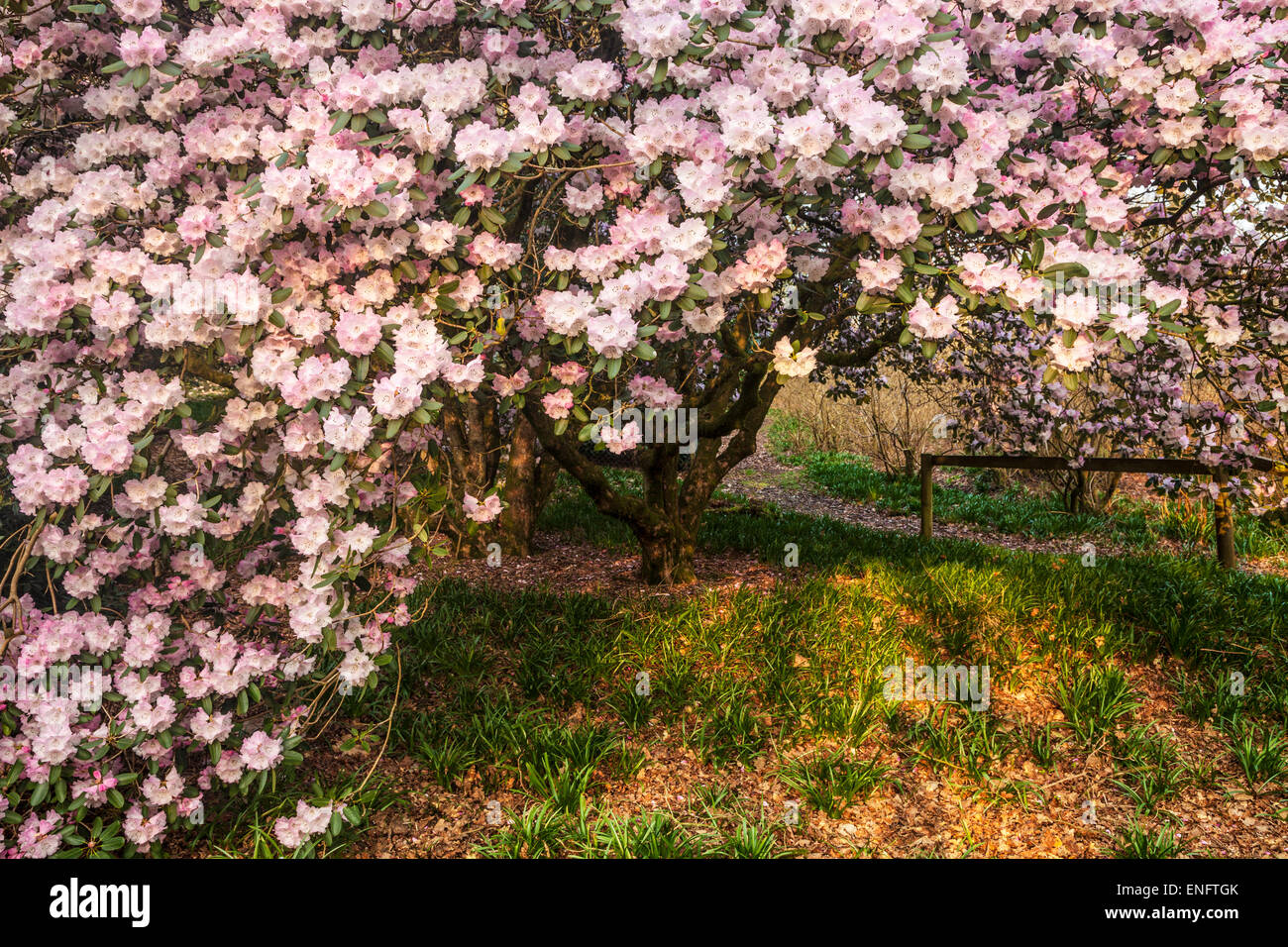 Rhododendron Oreodoxa var Fargesii Bowood Estate in Wiltshire. Stockfoto