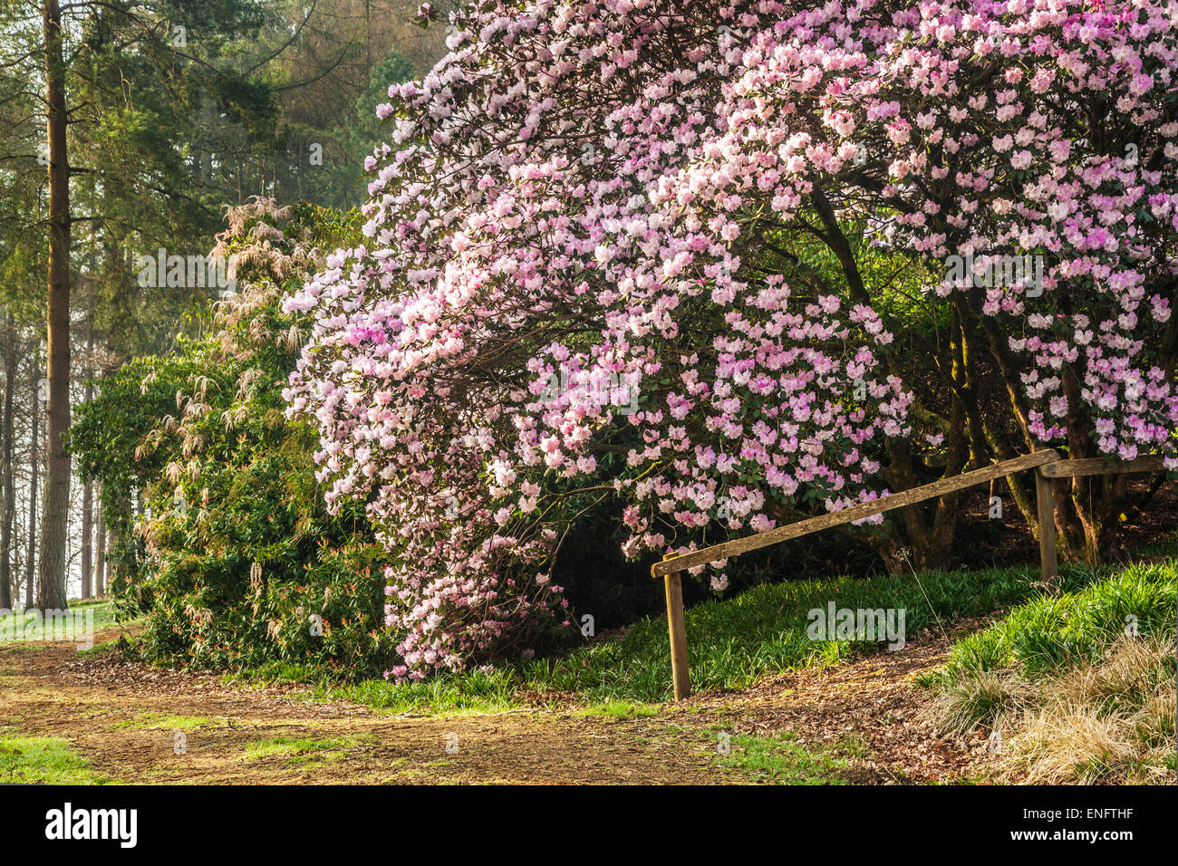 Rhododendron Oreodoxa var Fargesii Bowood Estate in Wiltshire. Stockfoto