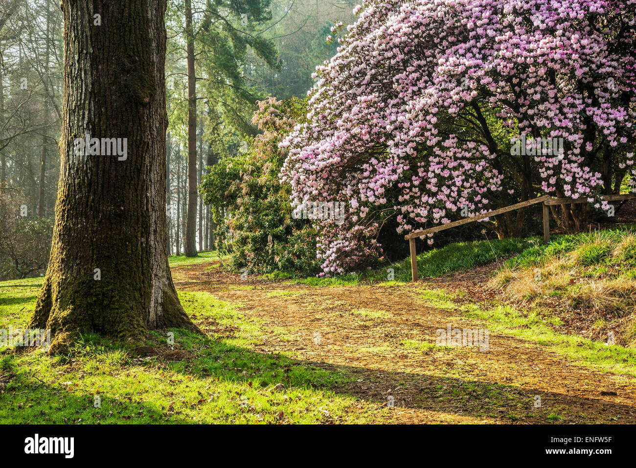 Rhododendron Oreodoxa var Fargesii Bowood Estate in Wiltshire. Stockfoto