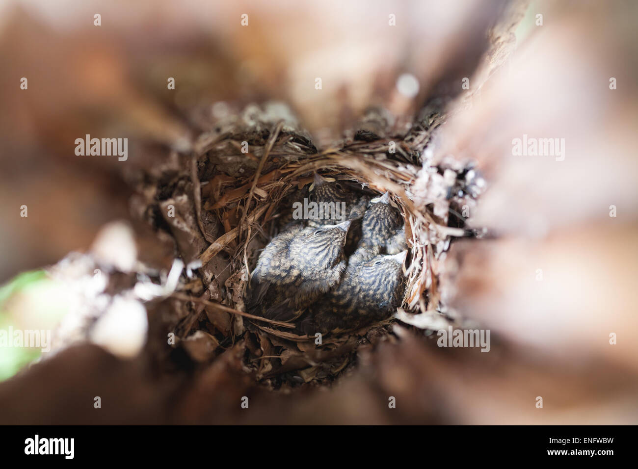 Innerhalb der nächsten Box und Baby Vögel Vogel Stockfoto