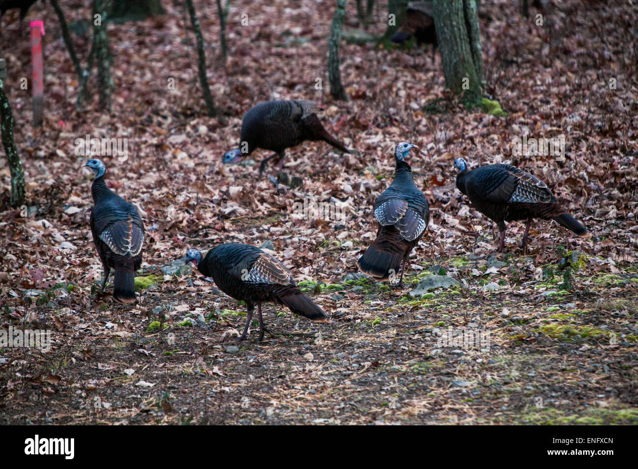 Wilder Truthahn durch Gehäuse Gemeinschaft im Wald PA, USA Stockfoto