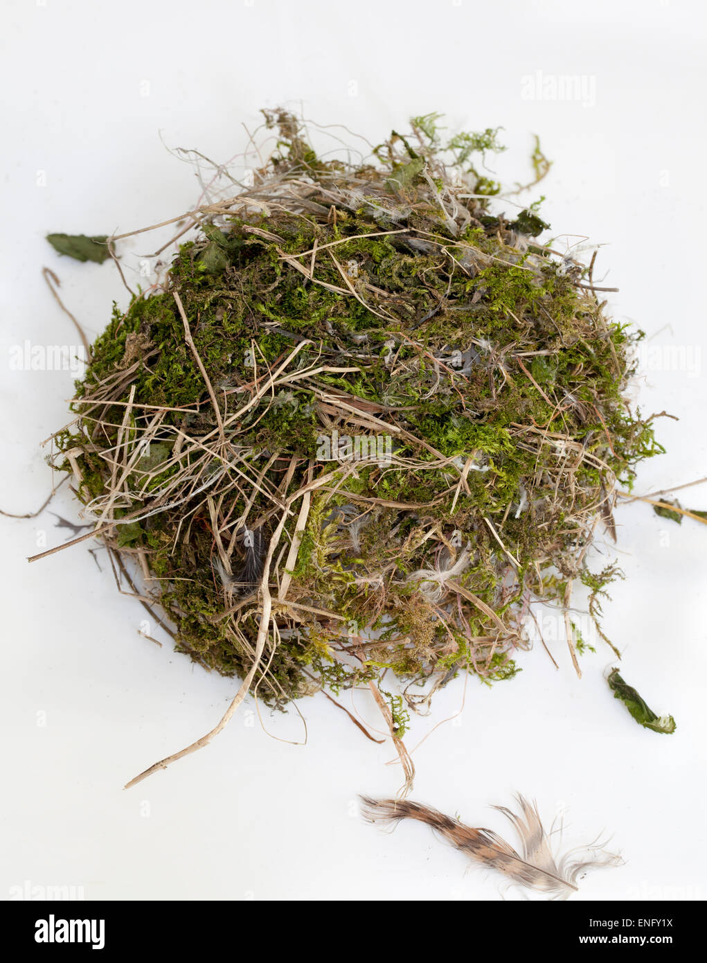 Unterseite des British Birds Nest gesehen auf einem weißen Hintergrund Stockfoto