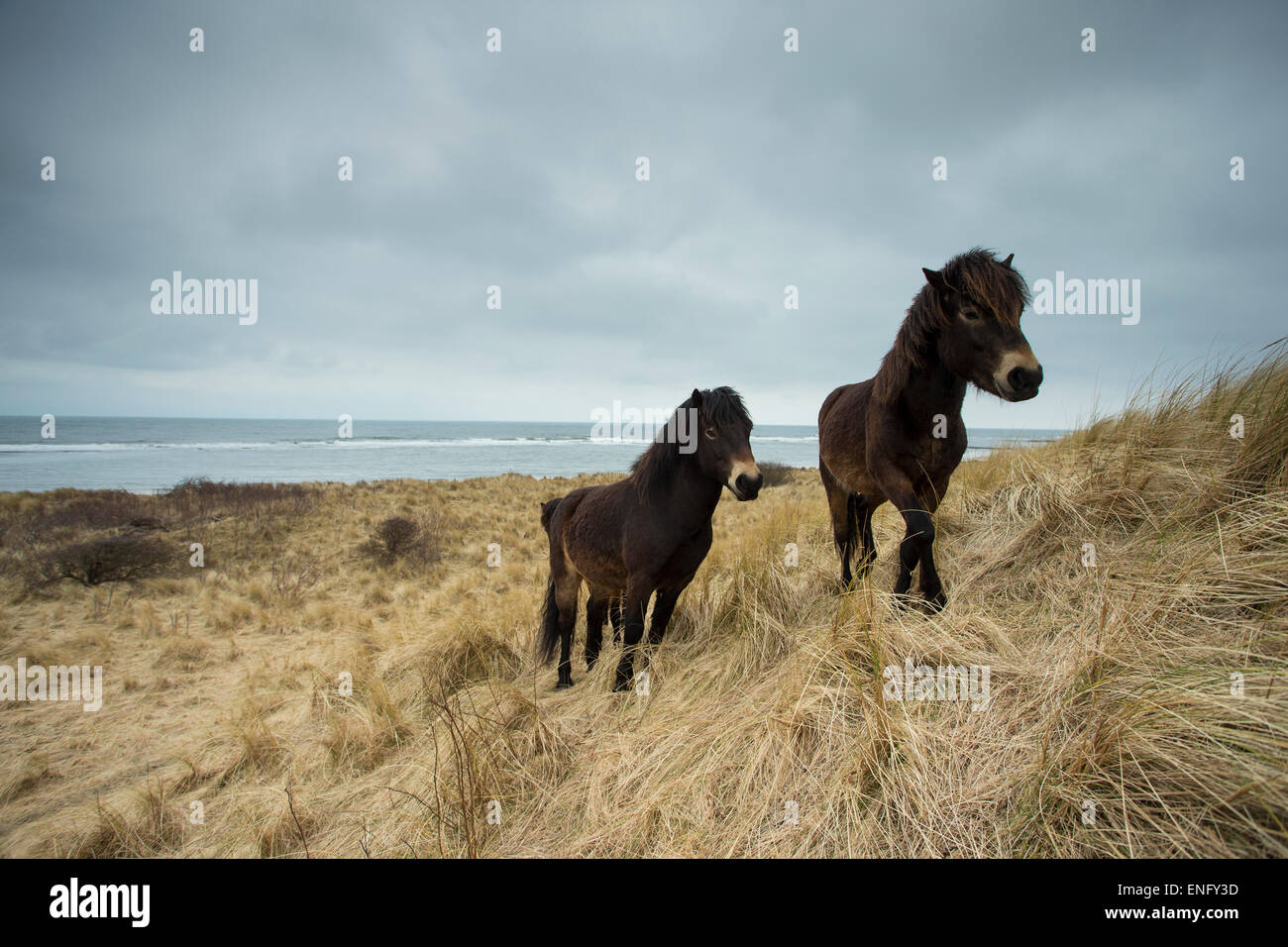 Exmoor Ponys auf dem Moor in der Nähe des Meeres Stockfoto