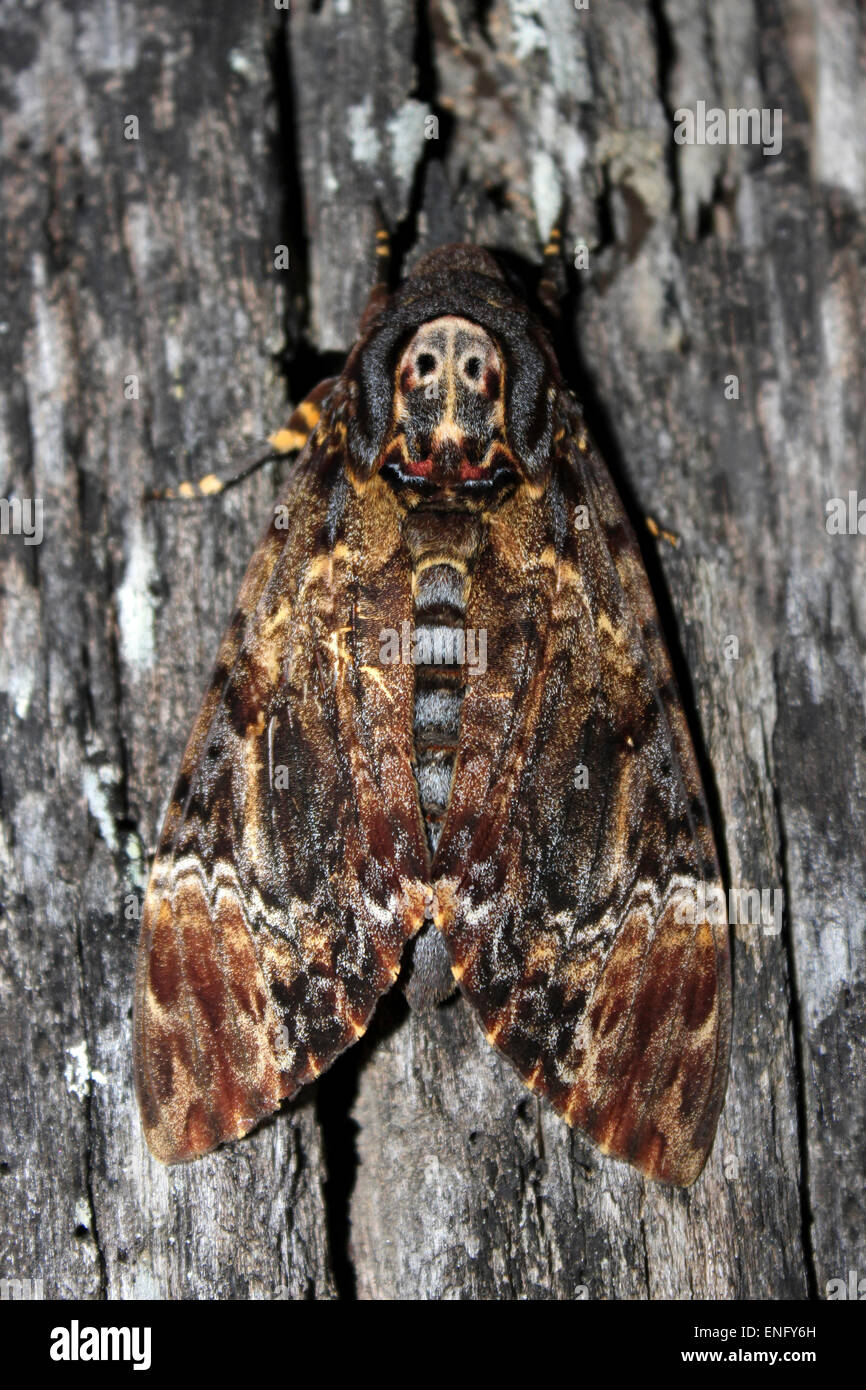 Totenkopf Hawk Moth Acherontia styx Stockfoto