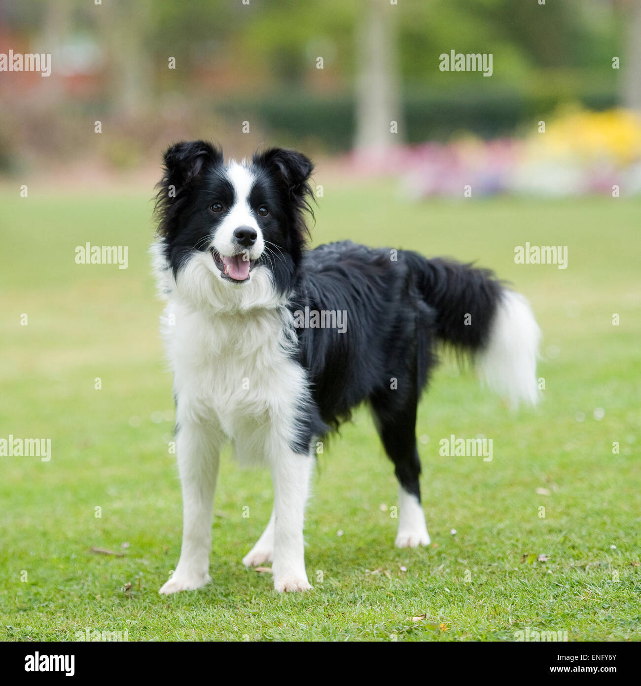 Border-collie Stockfoto