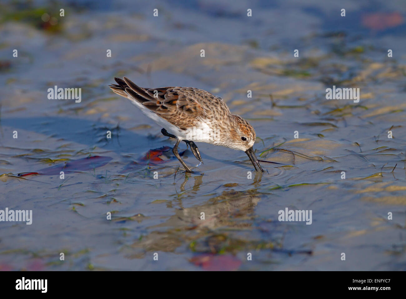 Sanderling Calidris Alba Fütterung auf Tideline Golf-Küste Florida USA Stockfoto