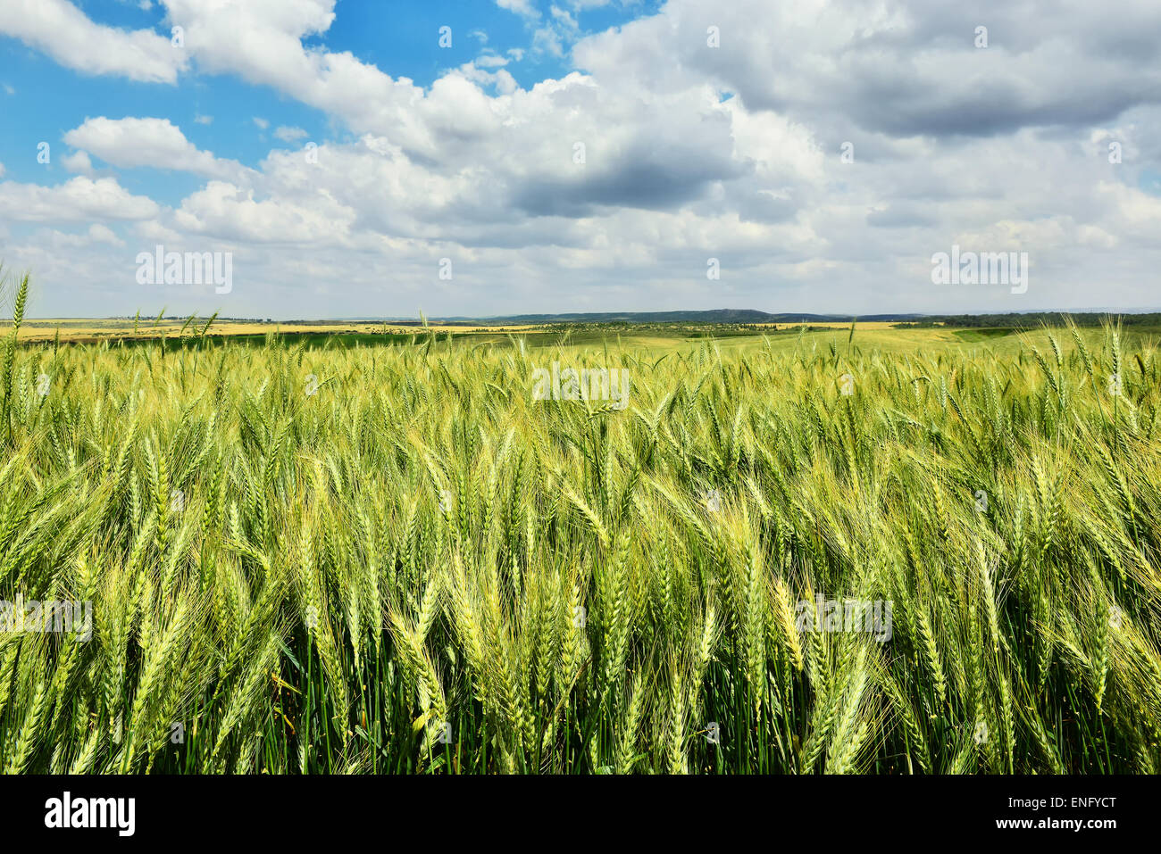 Grüne und gelbe Weizenfeld mit blauen Himmel und Wolken. Stockfoto
