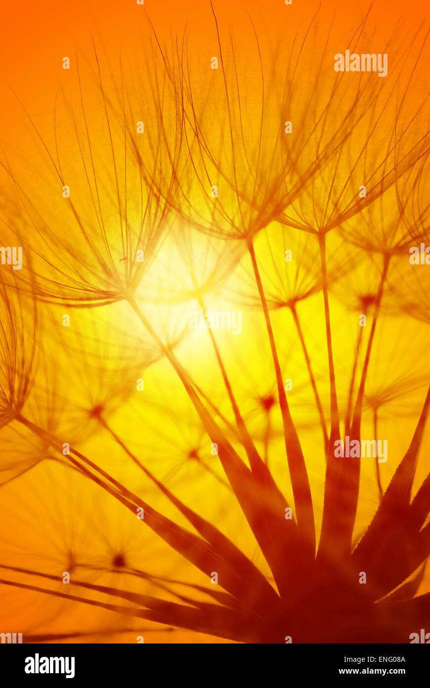 Leiter der Wind Wecker gegen Einstellung golden warmen Orange Leuchten der Sonne Sonnenuntergang Stockfoto