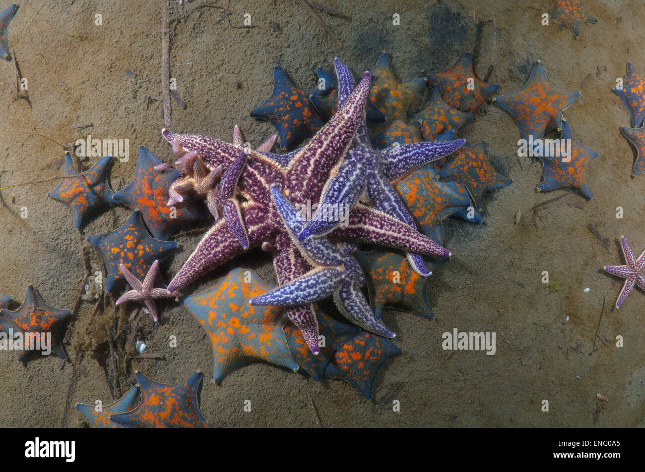 viele Northern Pacific Seastar oder japanische gemeinsame Seestern (Asterias Amurensis) Meer von Japan, Fernost, Primorsky Krai, Russische F Stockfoto