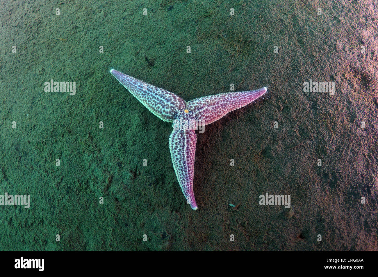 Northern Pacific Seastar oder japanische gemeinsame Seestern (Asterias Amurensis) Meer von Japan, Russland, Fernost, Primorsky Krai Stockfoto