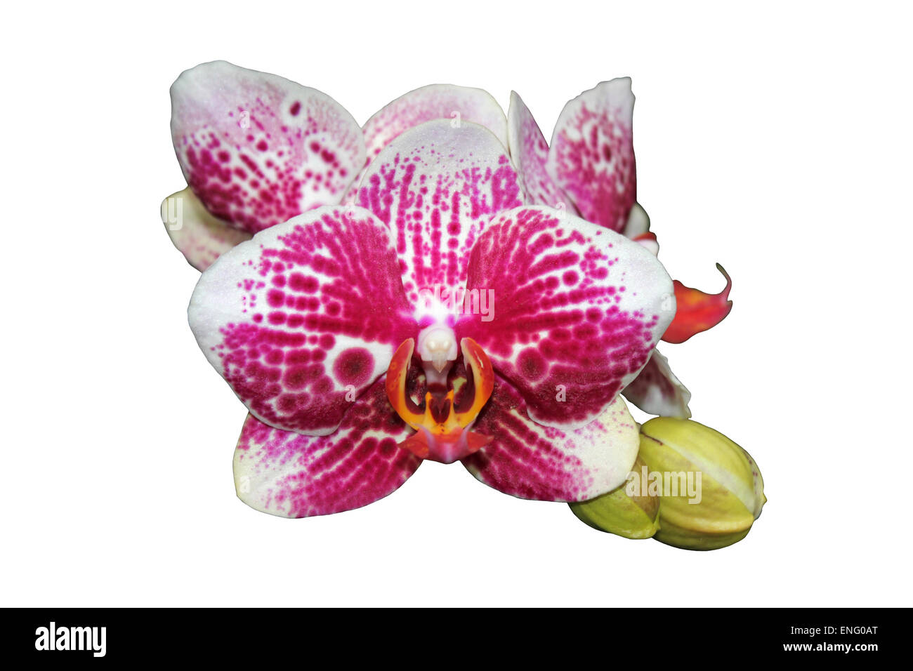 Motte Orchidee Phalaenopsis Ausschnitt Stockfoto