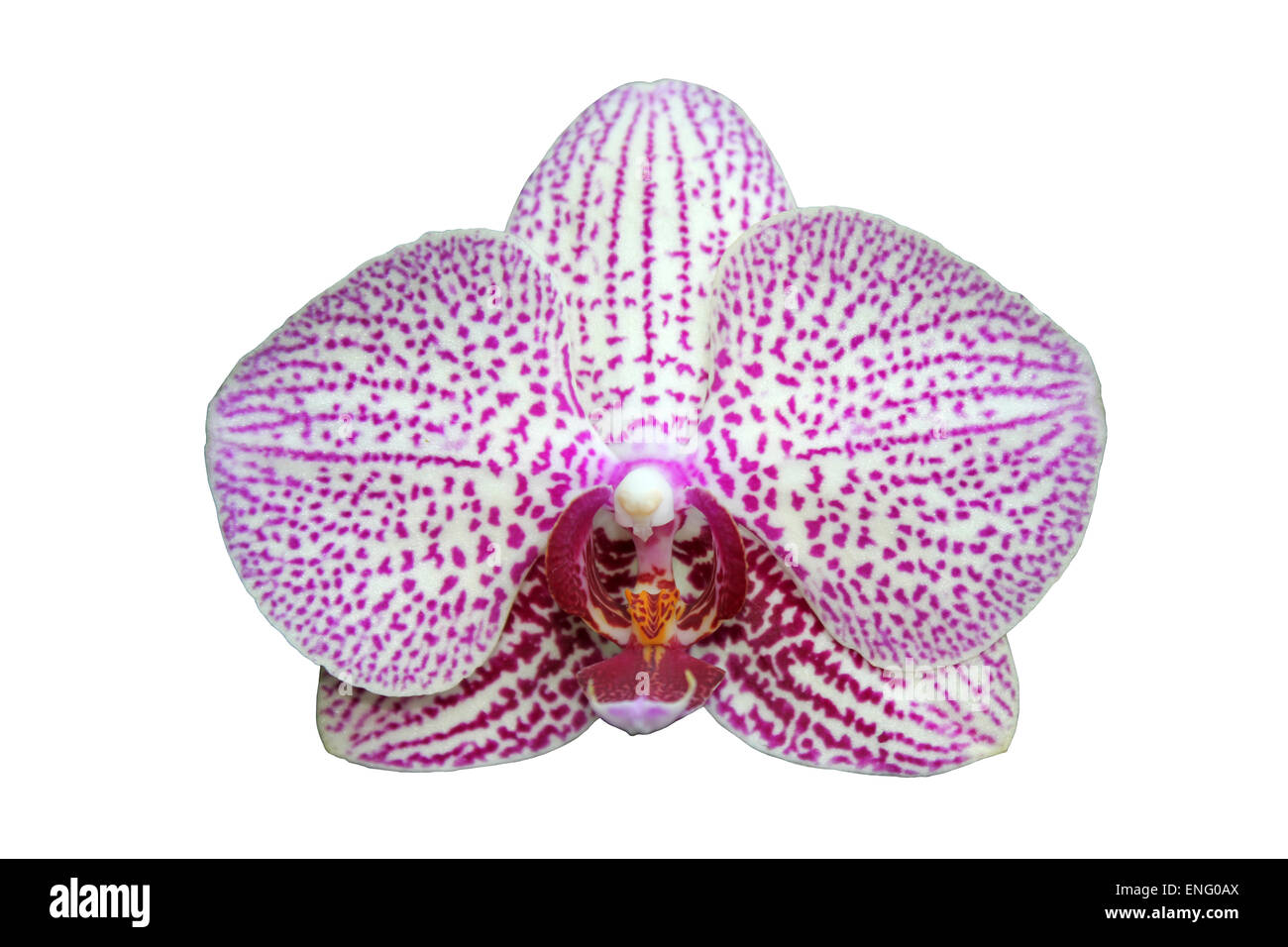 Motte Orchidee Phalaenopsis Ausschnitt Stockfoto