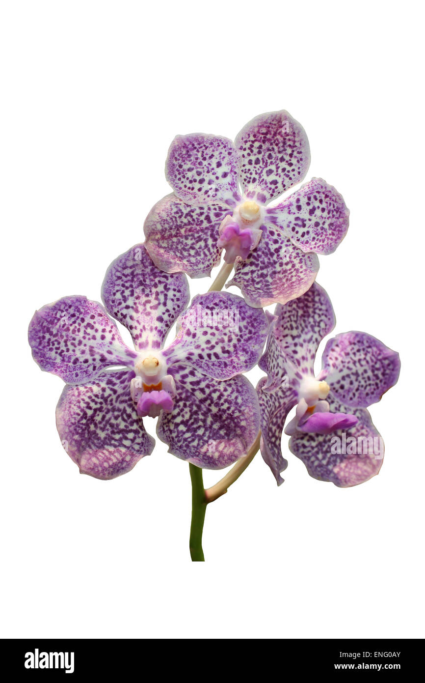 Vanda Orchideen isoliert auf weißem Hintergrund Thailand Stockfoto