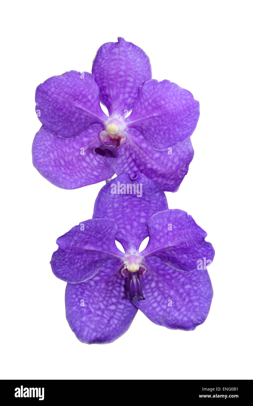 Vanda Orchideen Ausschneiden Stockfoto