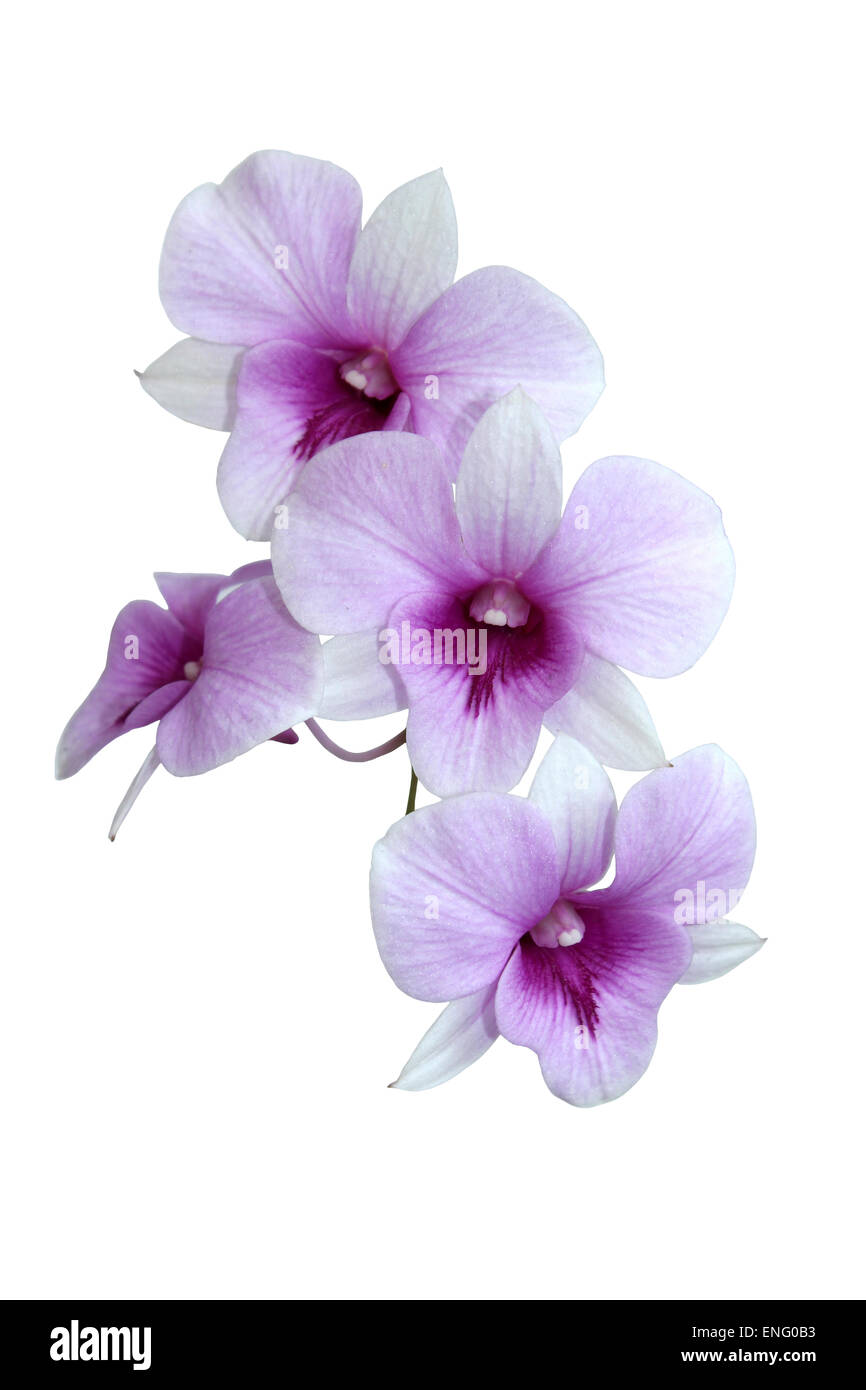 Dendrobium Orchideen Thailand Stockfoto