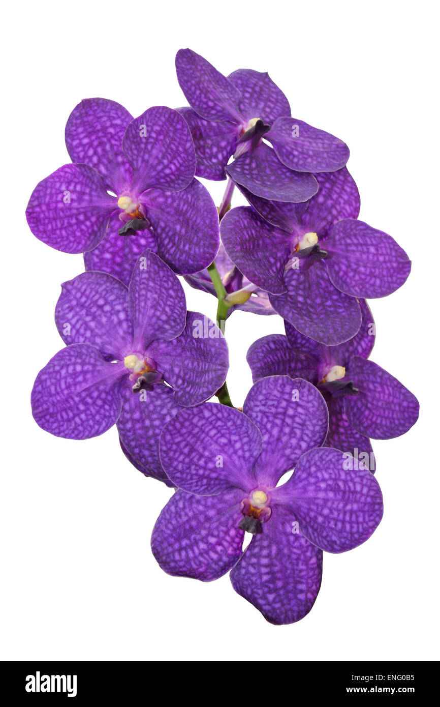 Violette Vanda Orchidee Ausschneiden Stockfoto