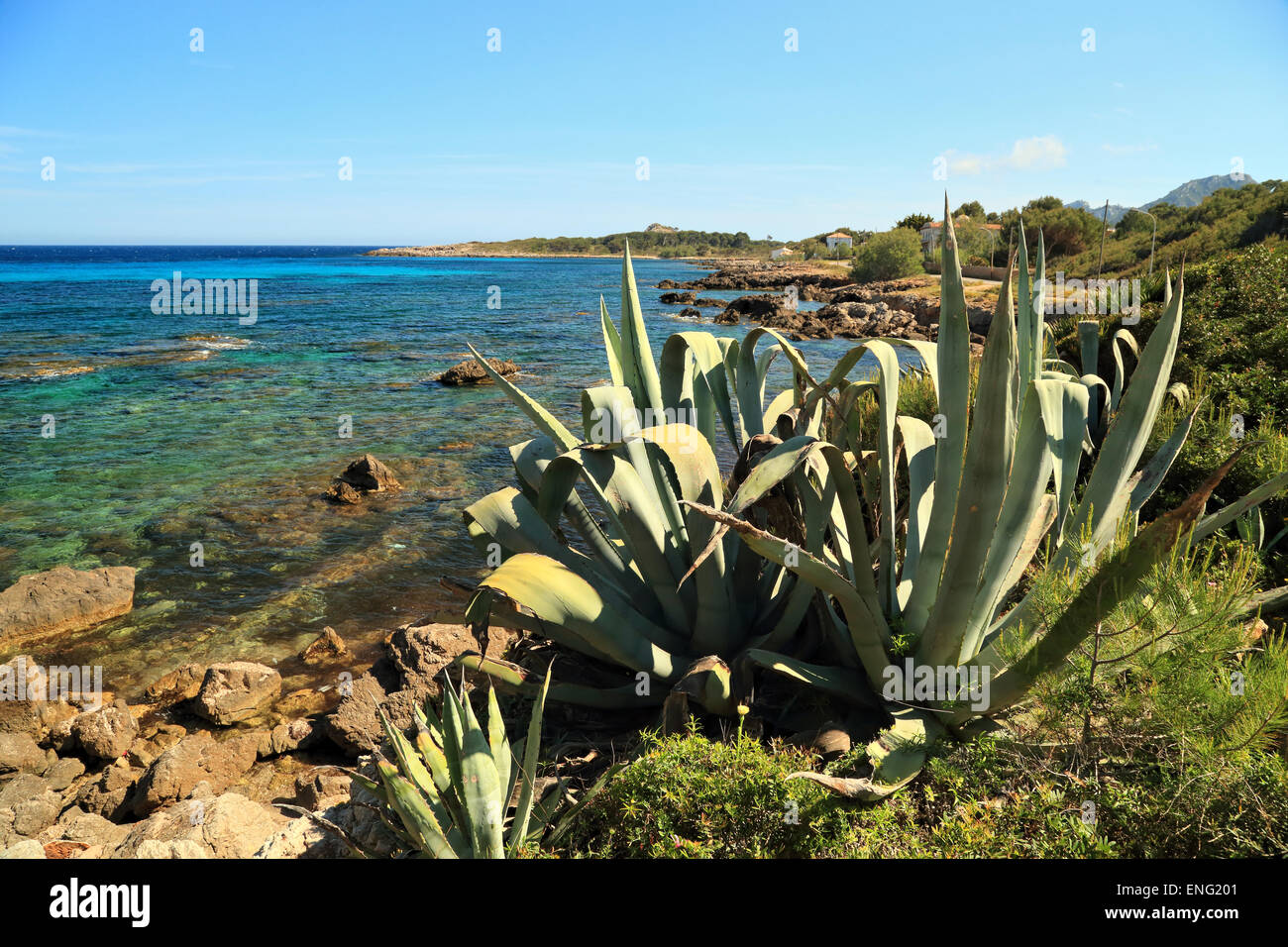 Agave americana, Küste in der Nähe von Cala Rajada Stockfoto