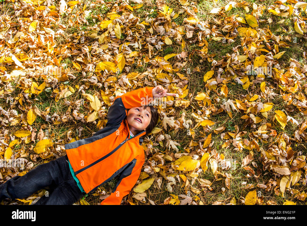 Erhöhte Ansicht Mischlinge jungen Verlegung im Herbst Blätter Stockfoto