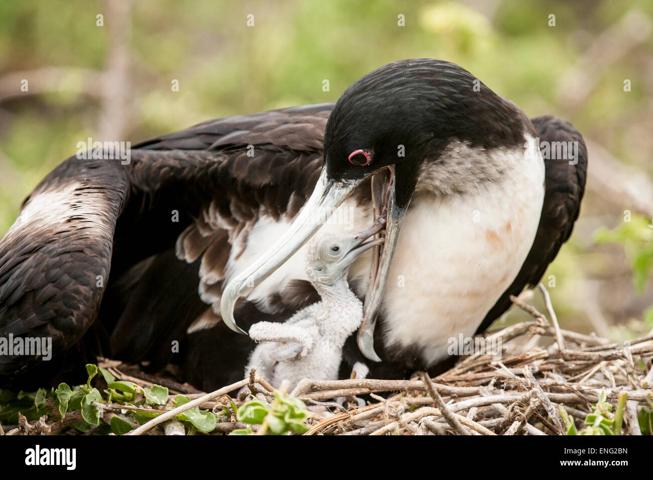 Nahaufnahme der Fregattenvogel Fütterung Küken im nest Stockfoto